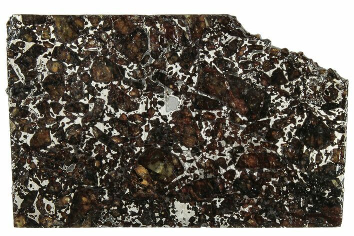 Polished Admire Pallasite Meteorite ( g) Slice - Kansas #307340